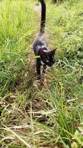 A black and white cat with a harness, walks through tall green grass. The cat meows. The camera follows the cat's movement.