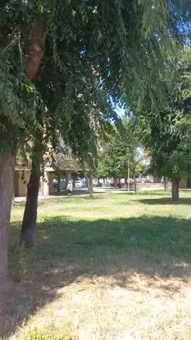 The video shows a paved walkway with trees and buildings on either side. The sky is clear and blue. The walkway appears to be in a residential area. There are streetlights and benches along the walkway. In the background, there are several apartment buildings and some greenery. The video appears to be filmed on a sunny day.