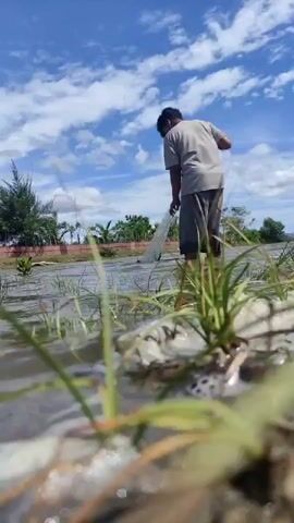 A young adult male stands in shallow water, wearing a light-colored t-shirt and dark pants. He is preparing a circular fishing net, gathering it with both hands. The sky above is clear blue with white clouds. Green grass and vegetation are visible in the immediate foreground and along the distant horizon. The individual then casts the net with an overhead motion, releasing it to spread out and land in the water with a splash.