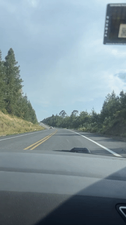 Driver records highway journey through Mexican forest near Llano Verde