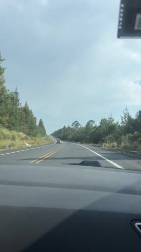 Driver records highway journey through Mexican forest near Llano Verde