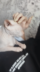 Lazy summer morning at home with a Sphynx cat, Zavodoukovsk