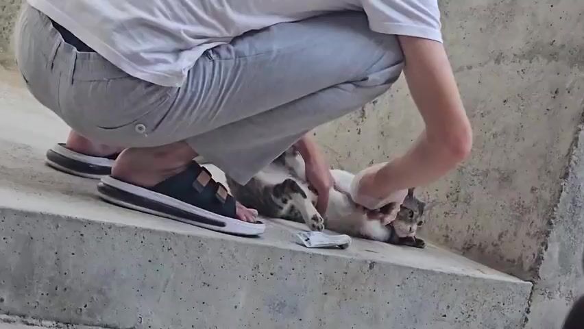 A person wearing a white t-shirt and grey sweatpants is crouching down, tending to a tabby cat lying on its back on a concrete surface. The person is wearing gloves and appears to be examining the cat's underside. A small white packet lies on the concrete near the cat. The environment is outdoors, with a rough, grey concrete wall visible in the background.