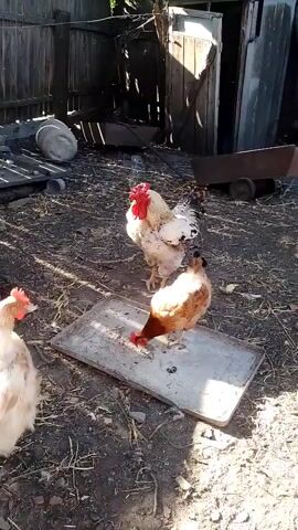 The video shows a group of chickens and a rooster in an outdoor area. The chickens are a mix of white and brown, and the rooster is white with red comb and wattle. They are standing on the ground, which is covered in dirt and some straw. In the background, there is a wooden fence, a wooden structure with a door, and a wheelbarrow. One of the chickens is standing on a metal tray. The lighting suggests it is daytime, with sunlight casting shadows. The chickens appear to be foraging for food.