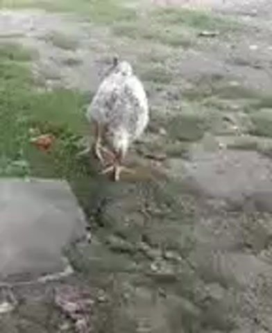 A white and speckled chicken walks on a dirt and grass area. The chicken turns its head to look at the camera. The chicken then walks towards the camera and stops. The chicken then turns to the side.