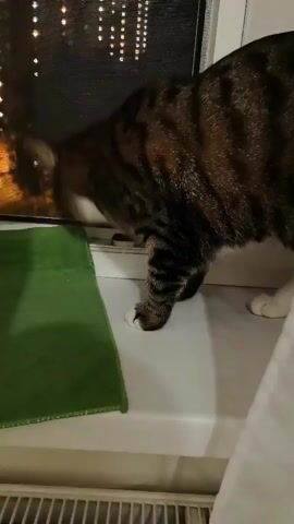 A brown and black striped cat with white paws sits on a windowsill, looking out a window at blurry lights. A green cloth is on the windowsill to the cat's left. The cat is mostly in profile facing right.
