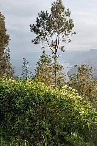 A panoramic video displays a mountainous landscape under a hazy sky. In the foreground, lush green vegetation with small white flowers frames the lower portion of the screen. The camera pans from left to right, revealing layers of undulating hills covered in trees, with a body of water visible in the distance on the left. The overall impression is one of a serene, natural environment.