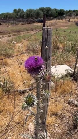 The video shows a close-up of a thistle flower with a bee on it, standing next to a wooden fence post and barbed wire fence. The background is a dry, grassy field with trees in the distance and a clear blue sky. The sun is shining brightly, indicating it is daytime. The focus is on the bee and flower, with the fence and post providing context. There are no other people or animals visible in the immediate vicinity. The environment appears to be rural or agricultural.