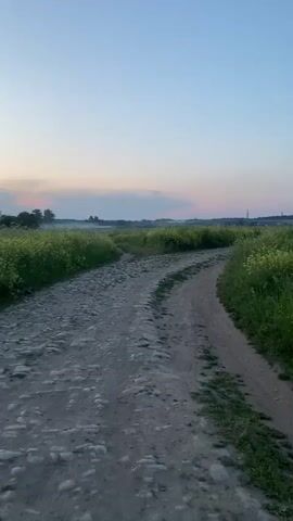 The video begins with a wide shot of a gravel road winding through a field of yellow wildflowers under a clear sky at dusk. The camera then pans down to the road, showing its rough, stony surface. As the video progresses, the camera moves closer to the ground, capturing the texture of the dirt and stones. The final shots show the road continuing through the field, with the sky darkening and the wildflowers becoming more prominent. The video appears to be filmed during a walk or drive along the road.