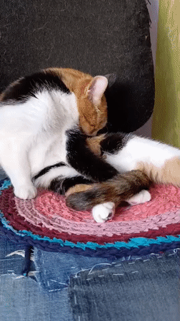 Calico cat on a rag rug, Alexandrov neighborhood in summer
