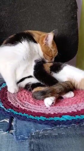 Calico cat on a rag rug, Alexandrov neighborhood in summer