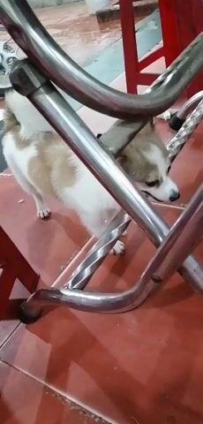 The video begins with a close-up view of a white and tan dog standing near metal chair legs. The dog's head is down, appearing to sniff the ground. The camera then pans slightly to the right, revealing a small crab on a reddish-orange tiled floor. The dog is still partially visible in the background, but the crab becomes the central focus of the shot. The video concludes with a close-up of the crab.