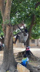 Children play games, eat fruit around tree in Nigerian village