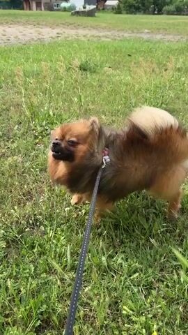 A small brown and tan Pomeranian dog is on a leash in a grassy area. The dog is looking to the left and sniffing the grass. It has its mouth slightly open and appears to be panting. The leash is black with white dots. In the background, there is a dirt path and some trees. The sky is overcast.