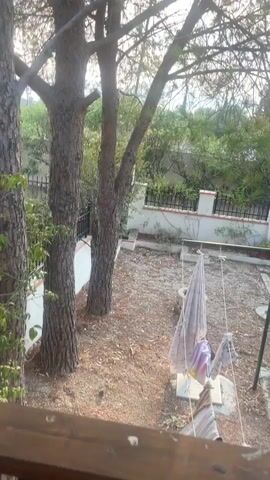 The video shows a backyard from a slightly elevated perspective. In the foreground, there are clothes hanging on a clothesline. Two large trees are on the left side of the yard, with their trunks visible. Beyond the trees, there's a path made of stone slabs leading towards a gate. The gate is black and metal, with a white stone wall on either side. There are several potted plants around the yard and on the wall. In the background, there is a grey car parked, and some foliage and a building are visible behind the fence. The overall environment appears to be a residential backyard with a garden. The lighting suggests it might be daytime, possibly late afternoon due to the warm tones.