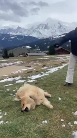 A woman and a dog are in a field. The woman, wearing a white knit hat, a dark jacket, and patterned pants, throws a snowball to the dog. The dog, a medium-sized golden dog, is lying on its side in the grass and snow. The field is on a mountainside, and in the background are snow-covered mountains and evergreen trees. A small wooden structure is visible in the midground. The sky is cloudy.