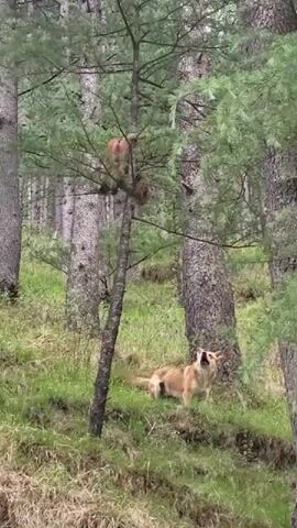 The video shows a dog barking at a monkey in a tree. The dog is standing in a grassy area in a forest. The monkey is sitting in the upper branches of a tall tree. The forest has many pine trees. The dog is light brown and white. The monkey is brown.
