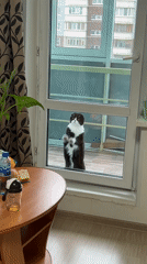 Cat peers through apartment window in Perm, Russia