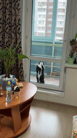 Cat peers through apartment window in Perm, Russia