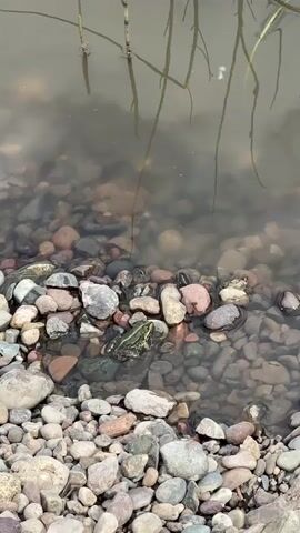 A green frog sits on rocks at the edge of murky water. The water has plant stems growing out of it and reflects the sky. The rocks are of various sizes and colors, from small pebbles to larger stones. The scene appears to be a natural outdoor setting.