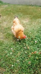 Chickens and cats going about their day in a Ukrainian backyard