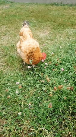 Chickens and cats going about their day in a Ukrainian backyard