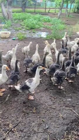 A flock of geese, mostly white and grey, stand on muddy ground outdoors. Some are looking towards the camera while others are facing away. In the background, there is green foliage and trees, with a fence visible in the distance. There are also some white plastic containers and a dark bowl on the ground. The lighting suggests it is daytime and possibly overcast.