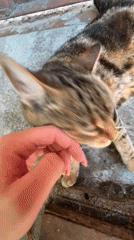 A tabby cat's lazy afternoon in Ruse, Bulgaria