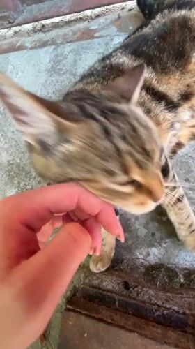 A tabby cat's lazy afternoon in Ruse, Bulgaria