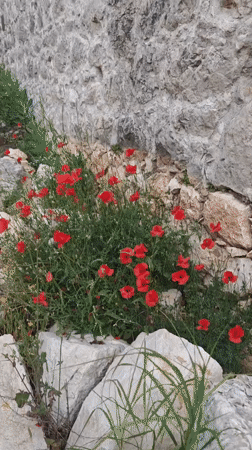 Ancient ruins documented amid spring wildflowers in Kumluca, Turkey
