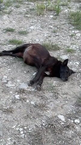 A dark-furred dog is captured lying on its side on a dirt ground, scattered with small light-colored stones and sparse patches of green and dry vegetation. The dog appears to be sleeping or resting, with its eyes closed and its body stretched out. Its fur is predominantly dark, likely black or very dark brown, with a small patch of lighter fur visible on its chest. A prominent detail is the dog's noticeably distended or swollen abdomen. The scene is outdoors, brightly lit, indicating daytime. The unpaved ground and natural vegetation suggest a rural or undeveloped area, consistent with the location context of Shirokaya Schel, Russia. There is no visible text in the image.