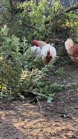 The video shows three chickens in an outdoor environment. Two white chickens are visible in the background, partially obscured by foliage. In the foreground, a brown and white speckled chicken stands on dry, dirt ground. This chicken is facing to the right, looking upwards. The background consists of a metal fence and more dense foliage. There are branches and leaves scattered on the ground around the chickens. The lighting suggests it is daytime, likely with sunlight casting shadows.