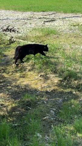 A black cat walks through patchy grass in the shade toward a patch of bare, light-colored dirt. The grass is surrounded by a green field in the background. Sounds suggesting an interaction with a human are present.