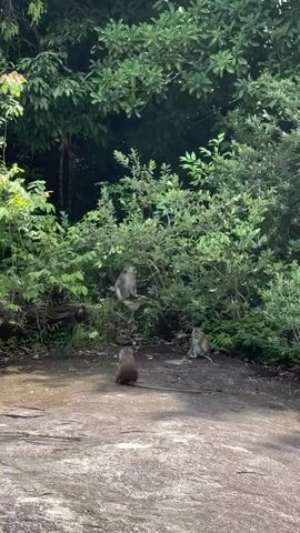 The video opens on a rocky, uneven ground with several monkeys visible amidst lush green foliage. One monkey is seated on a rock, facing the camera. Another monkey is further back, also seated. A third monkey is in the foreground, facing away from the camera. The scene then pans to the right, revealing more dense greenery and what appears to be a small, dilapidated structure with a thatched roof. The camera continues to move, showing a portion of a yellow wall with stone pillars and a red-tiled roof, suggesting an entrance or building. The video ends by panning upwards, showing more of the dense green trees and foliage.