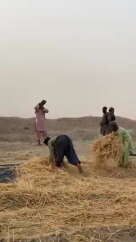 The video captures a group of people engaged in agricultural work, likely threshing or winnowing grain, in a dusty, rural environment in 'Alaqadari Daman, Afghanistan.

The scene is dominated by a large area covered with dry, golden straw or chaff. Several individuals, primarily men dressed in traditional Central Asian attire (tunics, loose trousers, and head coverings), are actively working with this material. In the initial frames, one person in a light green tunic and light pants, and another in dark clothing, are seen bent over, gathering and manipulating the straw. In the background, three other individuals are visible, including one in a light pink/peach outfit standing and observing or adjusting something. The air is thick with dust and haze, suggesting dry weather conditions or a dust storm, making visibility somewhat limited. A continuous mechanical sound, possibly from a thresher or winnower, is audible, though no machine is explicitly shown.

As the video progresses, the camera focuses on a person in a light green tunic and white baggy trousers, bending deeply to work with the straw. Behind them, a collection of large, colorful sacks (white, yellow, blue, and red) is visible, indicating that the processed material is being collected and bagged. The ground is dry, uneven, and sparse, with low, barren hills visible in the hazy distance.

The time of day appears to be daytime, but the heavy dust cover creates a muted, diffused light. The overall activity portrays arduous manual labor in a challenging, arid environment. No visible text is present in the video.