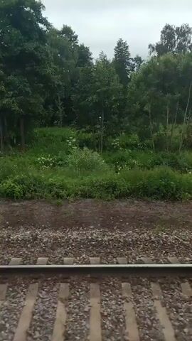 The video shows a view from a moving train. The foreground consists of train tracks and ballast. The background is a wooded area with green foliage. The sky is overcast. The camera pans slightly to the right as the train moves forward. There are no people visible in the video.