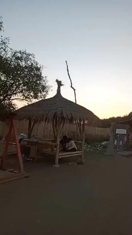 The video pans from left to right across a sandy area with a few small buildings and a thatched-roof hut. In the hut, two people are visible sitting down. Further down the sandy path, there are several simple structures that appear to be stalls or shops. A large tree with spreading branches is prominent on the right side of the frame, and in the distance, there is water, suggesting a beach or coastal area. The sky is clear and light, indicating either sunrise or sunset.