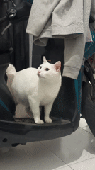 White cat spotted around North Jakarta indoor spaces, grocery store
