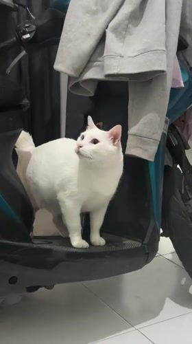 White cat spotted around North Jakarta indoor spaces, grocery store