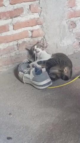 A tabby and white cat is lying on a concrete floor next to a gray and white sneaker. The cat is interacting with the sneaker, pawing at it. The background consists of a brick wall and a concrete wall. A yellow wire is visible on the floor.