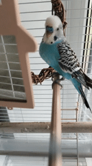 Blue and white budgie in a cage, Chaikovsky