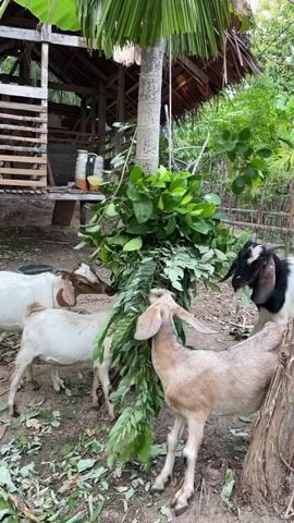 Four goats are gathered around a large bunch of leafy branches tied to a tree trunk. One goat, mostly white with brown markings, stands on the left, eating from the branches. Another goat, entirely white with brown markings on its head, stands next to it, also eating. A third goat, light brown, is in the foreground, facing away from the camera and nibbling on the branches. The fourth goat, black and white with long ears, is on the right, also eating from the branches. In the background, there is a wooden structure with a sloped roof, possibly a shed or shelter, and some tropical vegetation. The ground is covered in dirt and fallen leaves. A container with liquid is visible on a wooden surface to the left of the main gathering.
