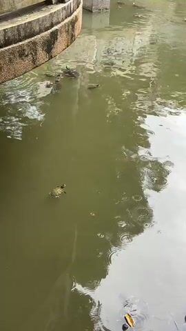 The video shows a murky body of water with several turtles swimming on the surface. In the foreground, a large concrete structure with steps curves into the water. The water is green and reflects the overcast sky. There are ripples on the water's surface, suggesting it may be raining or windy. Several leaves are floating on the water. The overall impression is that of an outdoor pond or canal with turtles.