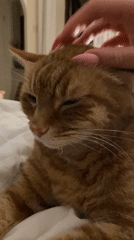 Orange tabby caught in a relaxed moment getting petted