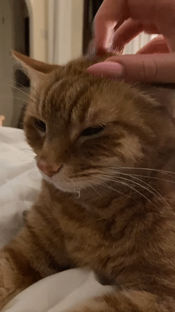 Orange tabby caught in a relaxed moment getting petted