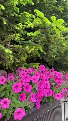 The video shows a close-up view of vibrant pink petunias blooming in a dark brown planter box, which is attached to a white picket fence. Behind the flowers, there is a dense evergreen tree with bright green new growth. The camera pans slowly from left to right, showcasing the flowers and foliage. In the background, glimpses of buildings and trees are visible, suggesting an outdoor setting, possibly a garden or yard. The overall impression is one of a lush and colorful natural environment.