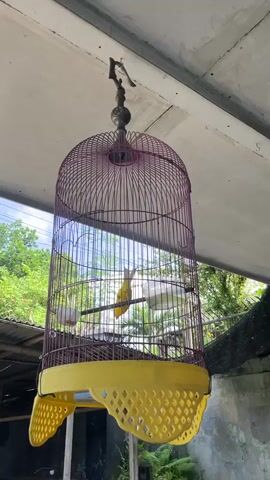 A yellow bird is inside a tall, purple birdcage. The birdcage has a yellow base with decorative cutouts and is hanging from a hook on a ceiling. The bird is perched on a horizontal bar inside the cage. Two white objects, possibly food and water dishes, are also visible within the cage. The background shows greenery and a corrugated roof, suggesting an outdoor or semi-outdoor setting.
