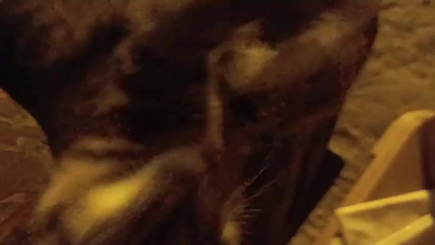 A close-up video displays a cat lying on its back, possibly on a blanket or soft surface. The cat's fur is primarily brown with lighter markings. Its eyes are open, and its head is tilted as if it is looking at the camera. The background is dark and out of focus, but hints of wooden objects and textured surfaces are visible. The lighting is dim and appears to be artificial, casting a warm glow on the cat's face. The cat's paws are raised, and it seems to be relaxing or playing.