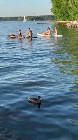 A duck swims in the foreground of a lake. In the middle ground, four people sit on paddleboards. The person on the leftmost paddleboard wears an orange life jacket. The next person is a bald man. The third person is a woman in a bikini. The fourth person is a man. In the background, a sailboat is visible on the water. Trees line the shore to the right, with a wooden dock extending into the water. The sky is clear and the sun is shining.