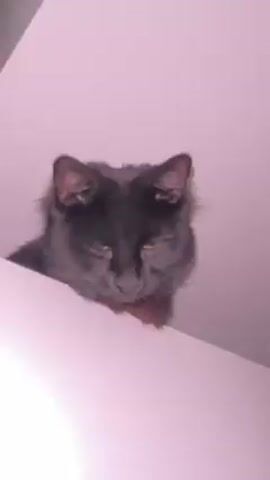 The video shows a black cat peering over a white surface. Initially, the cat is looking to the right, then it turns to face the camera directly. The video then zooms in, becoming blurry and losing focus on the cat. Only the cat's fur and occasional flashes of its yellow eyes are visible.
